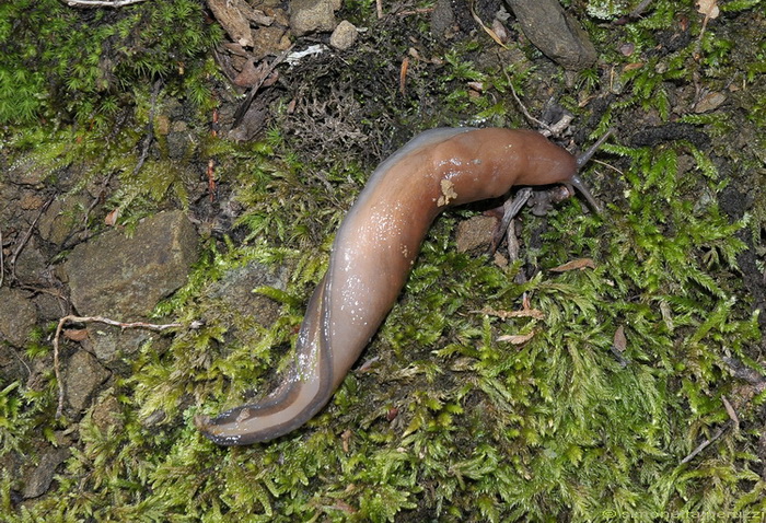 Limax aldrovandi Moquin-Tandon 1855 del Chianti